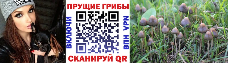 где можно купить наркотик Сухой Лог Галлюциногенные грибы прущие грибы